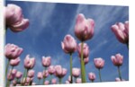 Pink tulips in a garden, Indira Gandhi Tulip Garden, Srinagar, Jammu And Kashmir, India by Anonymous