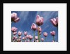 Pink tulips in a garden, Indira Gandhi Tulip Garden, Srinagar, Jammu And Kashmir, India by Anonymous