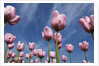 Pink tulips in a garden, Indira Gandhi Tulip Garden, Srinagar, Jammu And Kashmir, India by Anonymous