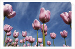 Pink tulips in a garden, Indira Gandhi Tulip Garden, Srinagar, Jammu And Kashmir, India by Anonymous