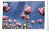 Pink tulips in a garden, Indira Gandhi Tulip Garden, Srinagar, Jammu And Kashmir, India by Anonymous