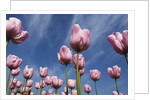 Pink tulips in a garden, Indira Gandhi Tulip Garden, Srinagar, Jammu And Kashmir, India by Anonymous