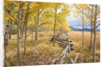 Wooden fence and Aspen forest in autumn by Anonymous