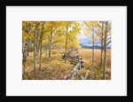 Wooden fence and Aspen forest in autumn by Anonymous
