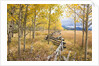 Wooden fence and Aspen forest in autumn by Anonymous