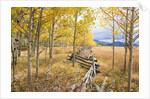 Wooden fence and Aspen forest in autumn by Anonymous