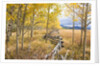 Wooden fence and Aspen forest in autumn by Anonymous