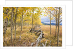 Wooden fence and Aspen forest in autumn by Anonymous