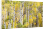 Stand of Aspens in autumn by Anonymous