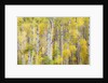 Stand of Aspens in autumn by Anonymous
