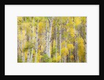 Stand of Aspens in autumn by Anonymous