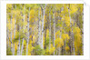 Stand of Aspens in autumn by Anonymous