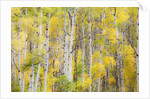 Stand of Aspens in autumn by Anonymous