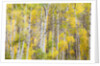 Stand of Aspens in autumn by Anonymous