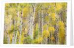 Stand of Aspens in autumn by Anonymous