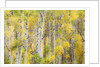 Stand of Aspens in autumn by Anonymous