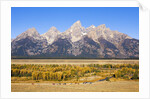Parked cars at Schwabacher Landing by Anonymous