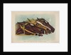 Head and Head at the Winning Post by Currier & Ives