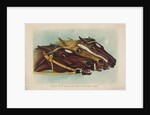 Head and Head at the Winning Post by Currier & Ives