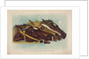 Head and Head at the Winning Post by Currier & Ives