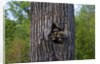 Three racoons in hollow of tree by Anonymous