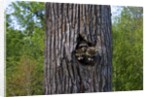 Three racoons in hollow of tree by Anonymous
