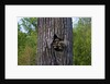 Three racoons in hollow of tree by Anonymous