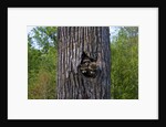 Three racoons in hollow of tree by Anonymous