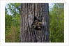 Three racoons in hollow of tree by Anonymous