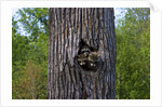 Three racoons in hollow of tree by Anonymous