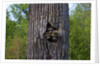 Three racoons in hollow of tree by Anonymous