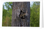 Three racoons in hollow of tree by Anonymous