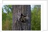 Three racoons in hollow of tree by Anonymous