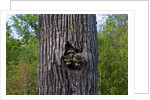 Three racoons in hollow of tree by Anonymous