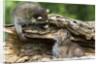 Raccoon looking at bobcat cub in rotted log by Anonymous