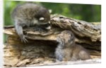 Raccoon looking at bobcat cub in rotted log by Anonymous