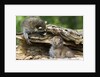 Raccoon looking at bobcat cub in rotted log by Anonymous