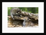 Raccoon looking at bobcat cub in rotted log by Anonymous