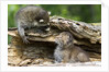 Raccoon looking at bobcat cub in rotted log by Anonymous