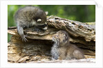 Raccoon looking at bobcat cub in rotted log by Anonymous