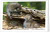 Raccoon looking at bobcat cub in rotted log by Anonymous