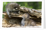 Raccoon looking at bobcat cub in rotted log by Anonymous