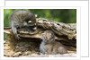 Raccoon looking at bobcat cub in rotted log by Anonymous