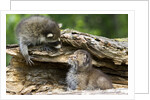 Raccoon looking at bobcat cub in rotted log by Anonymous