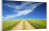 Country Back Road Through Spring Wheat Fields by Anonymous
