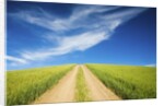 Country Back Road Through Spring Wheat Fields by Anonymous