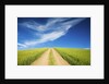 Country Back Road Through Spring Wheat Fields by Anonymous