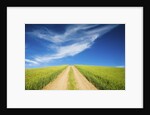 Country Back Road Through Spring Wheat Fields by Anonymous