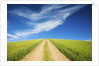 Country Back Road Through Spring Wheat Fields by Anonymous