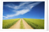Country Back Road Through Spring Wheat Fields by Anonymous